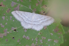 Scopula ancellata