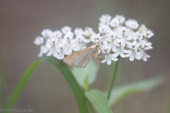 Asclepias texana