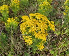 Euthamia caroliniana