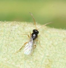 Cynipoidea