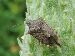 Podisus maculiventris