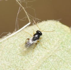 Cynipoidea