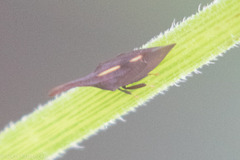 Enchenopa binotata