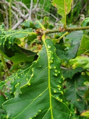 Neuroterus quercusverrucarum