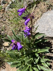 Penstemon