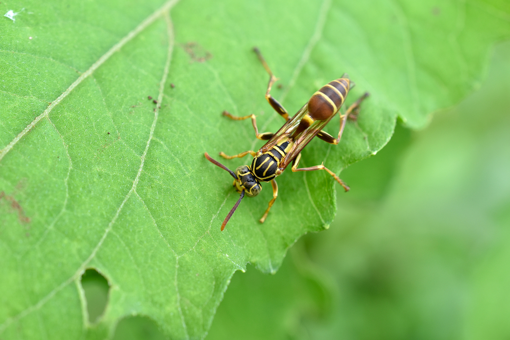 Mischocyttarus artifex