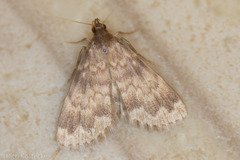 Idia occidentalis