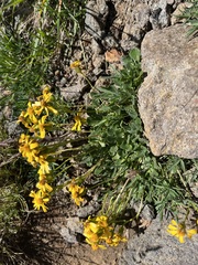 Senecioninae