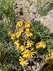 Senecioninae