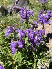 Penstemon whippleanus