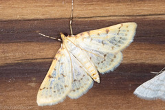 Polygrammodes oxydalis