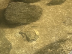 Actinopterygii
