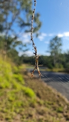 Trichonephila edulis