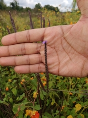 Verbena hastata