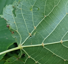 Eriophyes tiliae