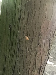 Chremistica ochracea