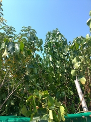 Thespesia populnea