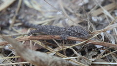 Tarentola mauritanica