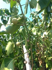 Thespesia populnea