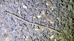 Tropidoclonion lineatum