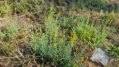 Chrysocephalum apiculatum