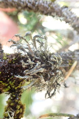 Heterodermia leucomelos