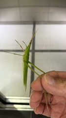 Acrida cinerea