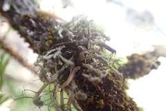 Heterodermia leucomelos