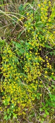 Bupleurum