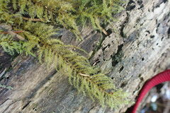 Kindbergia oregana