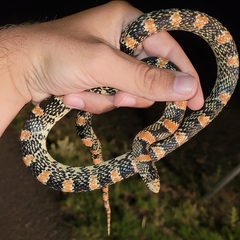 Rhinocheilus lecontei