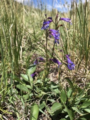 Penstemon pseudoparvus