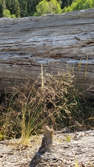 Torreyochloa pallida