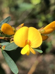 Pultenaea flexilis