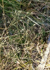 Torreyochloa pallida