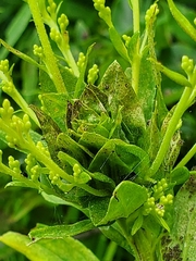 Procecidochares atra