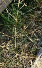 Torreyochloa pallida