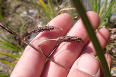Carex lyngbyei