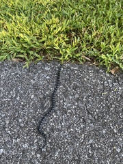 Lampropeltis nigra