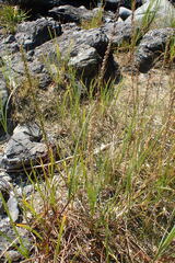 Triglochin maritima