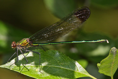 Calopteryx amata