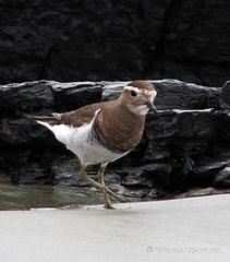 Charadrius modestus