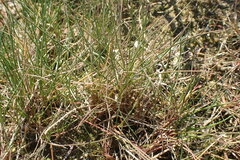 Festuca rubra