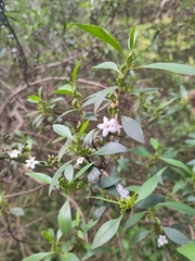 Myoporum petiolatum