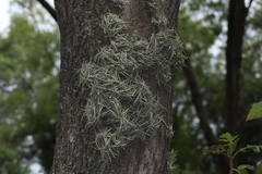 Tillandsia recurvata