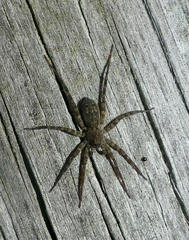 Dolomedes tenebrosus