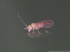 Lachesilla