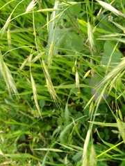 Bromus carinatus