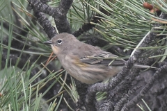 Setophaga coronata auduboni