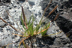 Plantago maritima